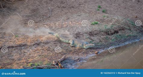 Crocodile Attack in the African Wilderness Stock Photo - Image of copy, croc: 162262312