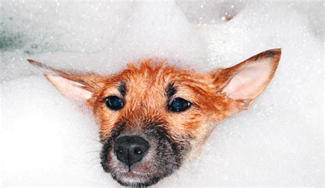 8 Reasons Why Your Dog Might Smell Bad | Holiday Barn