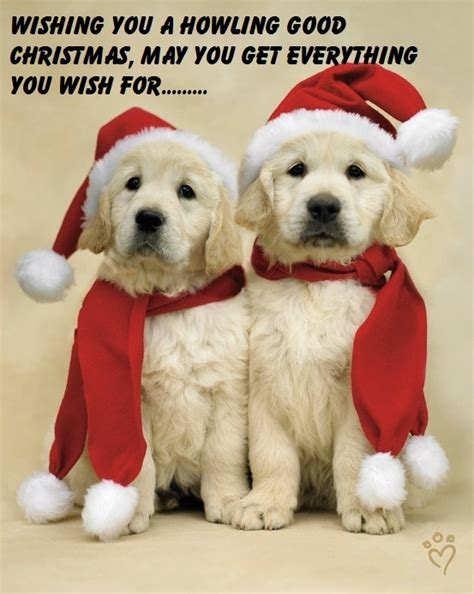 81 best images about Dog Christmas Cards on Pinterest | Holiday cards, Card sayings and Funny ...