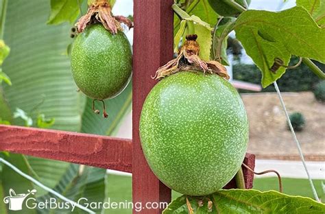 Growing Passion Fruit: Complete Plant Care Guide