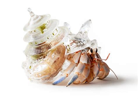 Global Architecture Rises from Resin Hermit Crab Shells in Aki Inomata's Consideration of Home ...