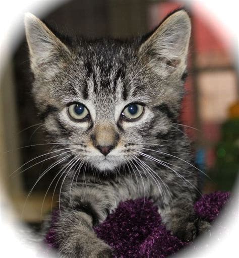 Silver tabby kitten for adoption - Pet Samaritans