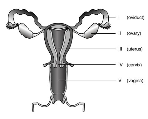 [DIAGRAM] Male Reproductive System Blank Diagram And Answers - MYDIAGRAM.ONLINE