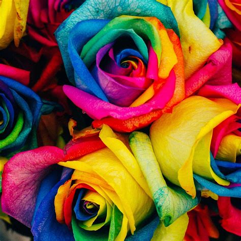 Rainbow Roses Wallpapers - Top Free Rainbow Roses Backgrounds ...