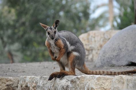 Yellow-footed rock wallaby / Petrogale xanthopus xanthopus - ZooChat