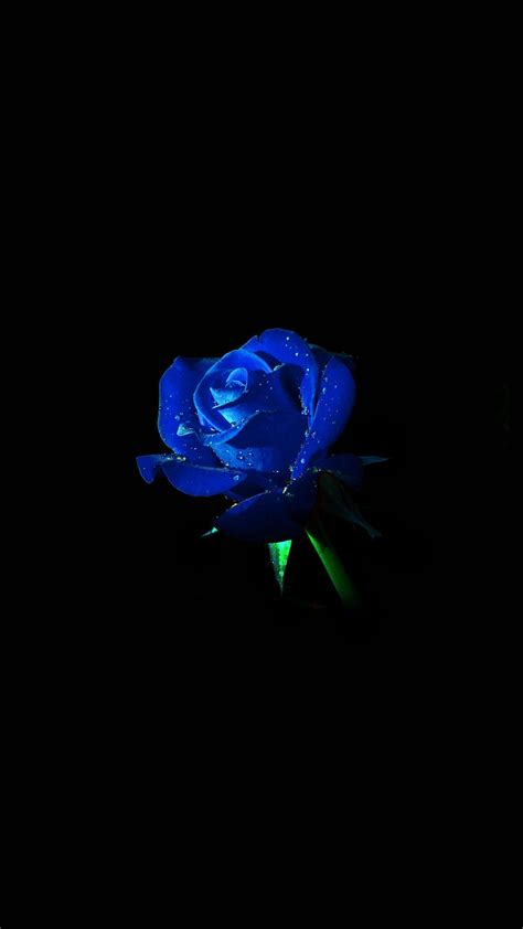 Blue Rose Wallpapers - Top Free Blue Rose Backgrounds - WallpaperAccess