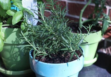 Rosemary Plant | Free Photo - rawpixel