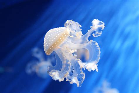 10 Extraordinary Jellyfish Species