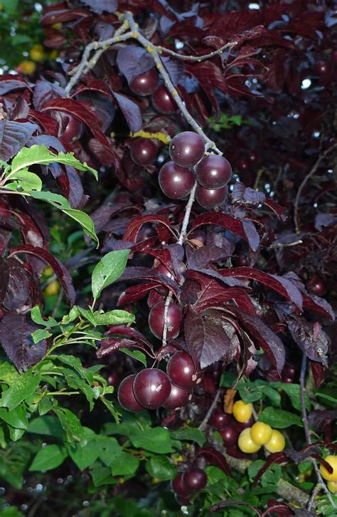 Wild Harvests: Cherry Plum- an early plum gone wild