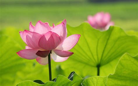 Zen Lotus Flower Pink Wallpapers - Top Free Zen Lotus Flower Pink ...