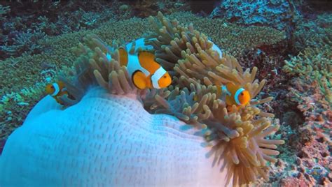 [VIDEO] Keindahan Terumbu Karang Dan Kehidupan Bawah Laut Di Raja Ampat - UMUM SEKALI