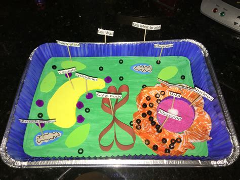 Plant Cell Project Ideas 3d