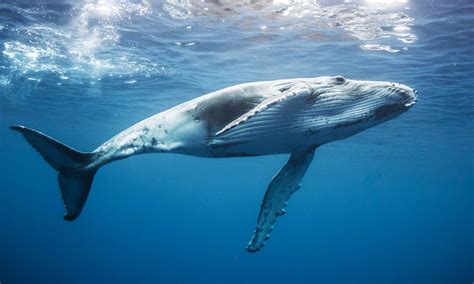 Humpback Whale Swim on Moorea | Tahiti.com