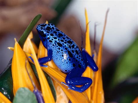 Photo Gallery: Colorful Frogs