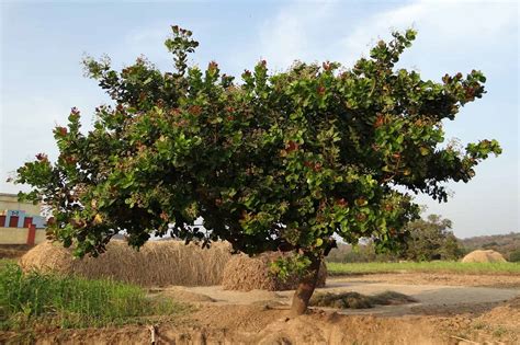 How Do Cashews Grow? - Green Thumb Central