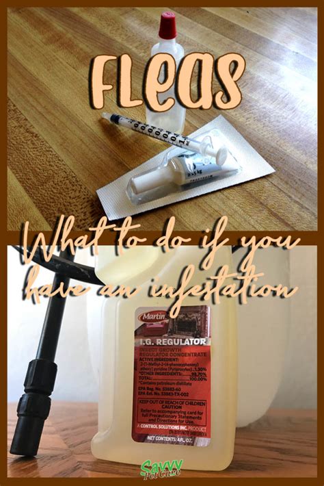 Flea Control - What to do if You have an Infestation - Savvy Pet Care