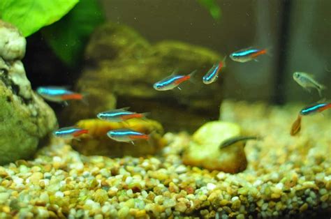 Best Beginner Freshwater Fish: 13 Must-Have Species