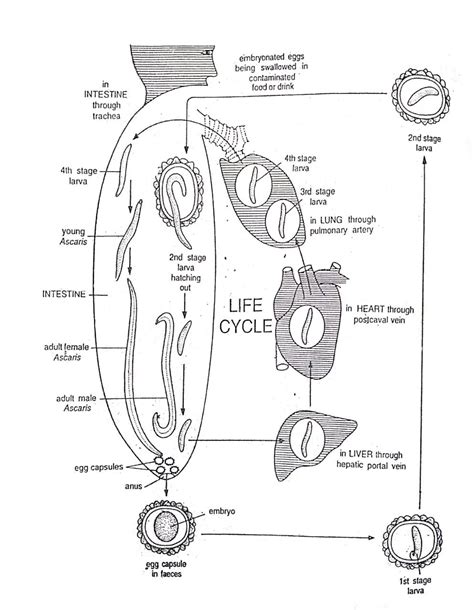 Life Cycle of Ascaris lumbricoides | Diagram - Swarborno