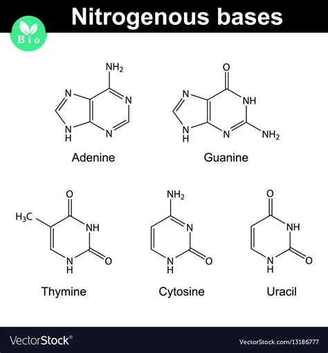 Nitrogenous bases molecular structures Royalty Free Vector