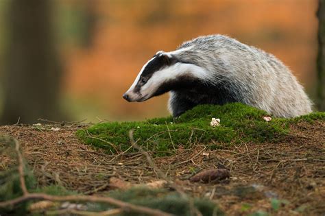 Badgers | Badger Wildlife Charity UK | Badger Trust