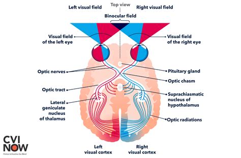 The visual pathway from the eye to the brain – Perkins School for the Blind