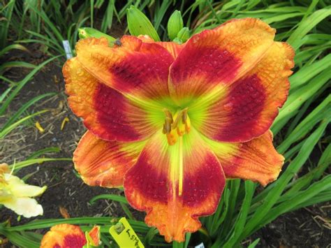 Daylilies: Plant Care and Collection of Varieties - Garden.org