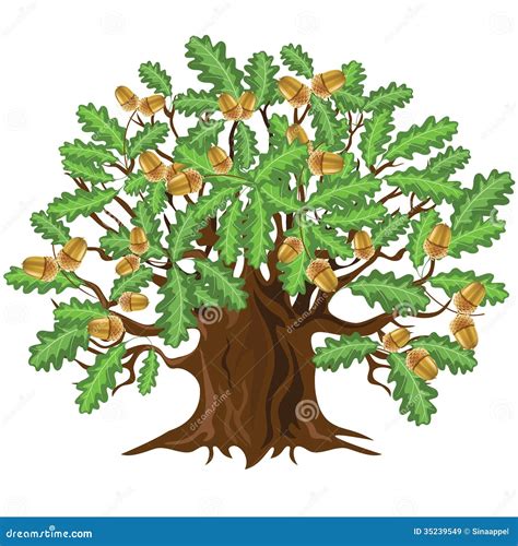 Oak Tree With Acorns, Vector Illustration Royalty Free Stock Images - Image: 35239549