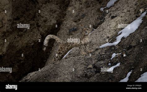 Wild Snow Leopard in Himalayas Stock Photo - Alamy