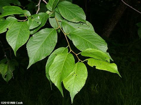 plum tree leaves identification - Chasity Lerma