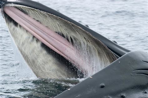 Humpback Whale Feeding Southeast Alaska Photograph by Flip Nicklin