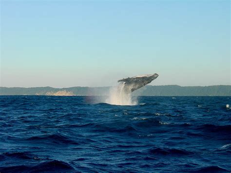 Reykjavik Whale Watching RIB Charter - Kated