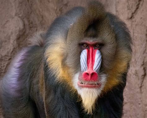 Mandrill - Phoenix Zoo