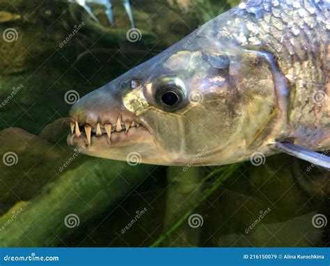 Fish Smiling and Showing Their Teeth To a Spearfisher Underwater, while Hunting Stock Image ...