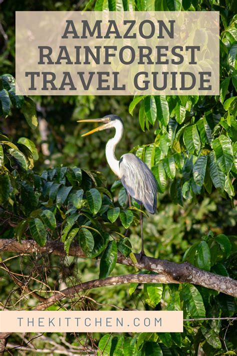 A Trip to the Amazon Rainforest | Amazon Rainforest Travel Guide