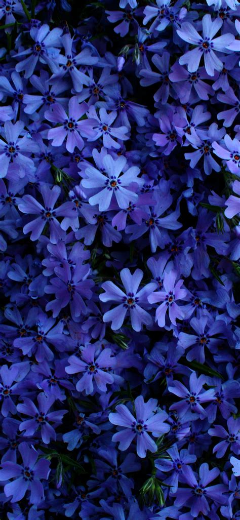 Blue flowers Wallpaper 4K, 5K, Floral Background, Blossom