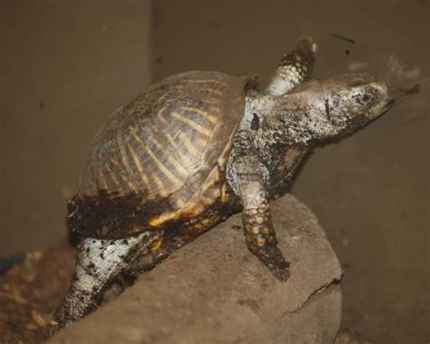 Ornate box turtle - Facts, Diet, Habitat & Pictures on Animalia.bio