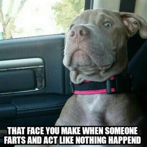 Funny Pitbull Memes