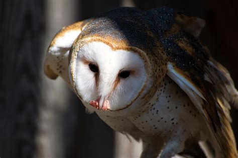 Barn Owl Eating 2 Photograph by Chris Flees