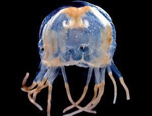 Box jellyfish study reveals amazing eyesight