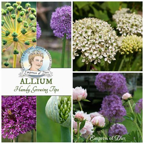 Allium Growing Tips - Empress of Dirt