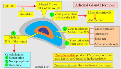 Adrenal Gland Hormones