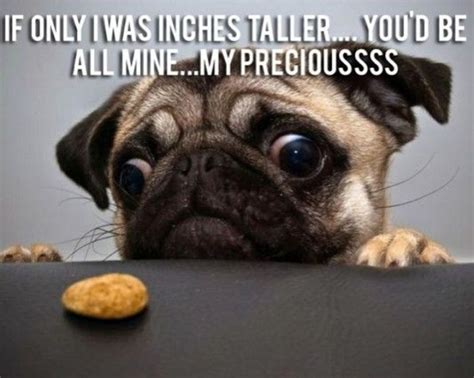 101 Lovable Pug Memes That Are Too Puggin' Cute