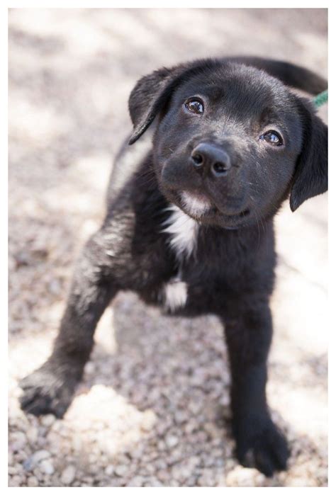 Pitbull Lab Mix Puppies For Adoption Near Me : Skinny Black Lab Pitbull Mix Breed Dog Adoption ...