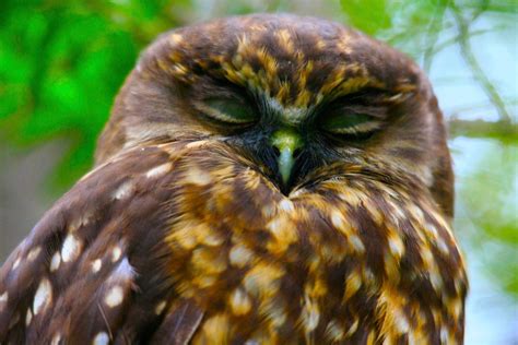 Ruru - Morepork. NZ native owl. | Nz birds, Birds, Owl