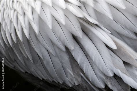 texture, bird, feather, pattern, abstract, macro, paper, wings, fur ...