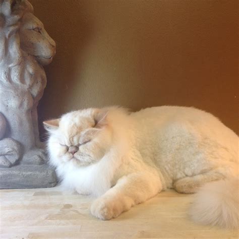 Cat Grooming - Fur Styles For Your Cat