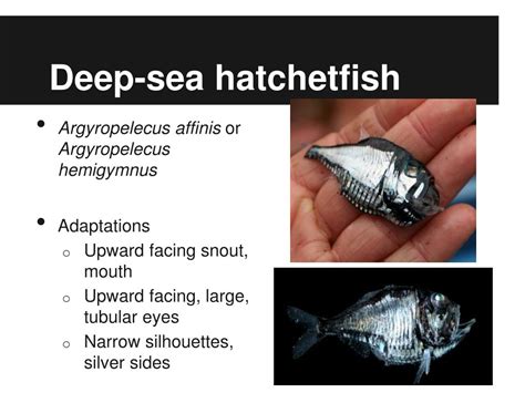 PPT - Biological adaptations of deep sea fishes PowerPoint Presentation ...