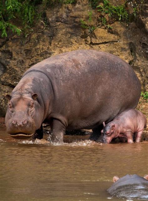 Baby Hippo Hides Behind Its Mom | Baby Animal Zoo