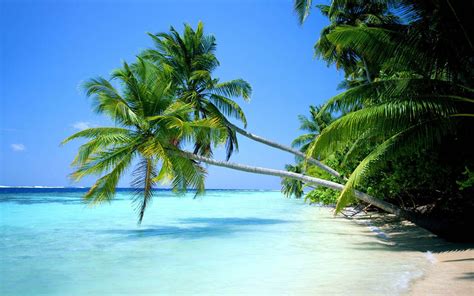 Palm Tree Beach Wallpaper