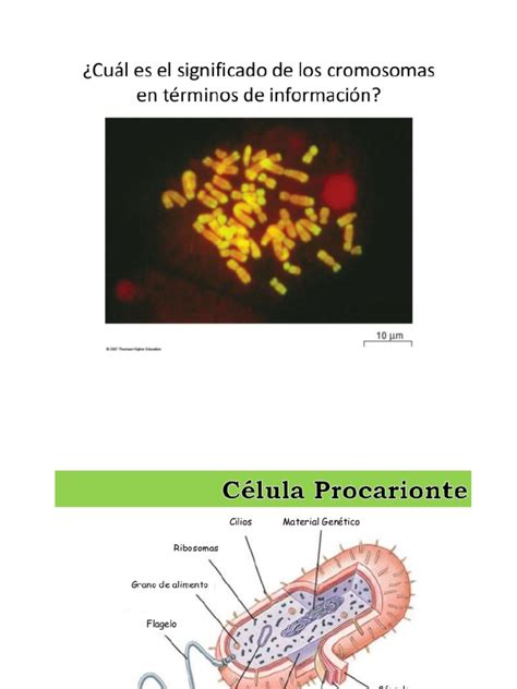 Cromosomas, mitosis y meiosis | PDF | Mitosis | Mitosis